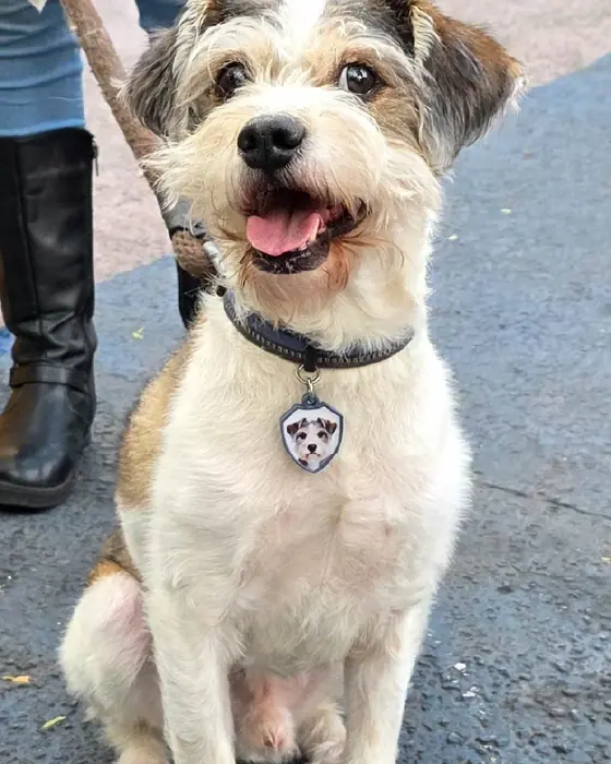 Baker, uno de los perros de Huella 3D, con su placa Huella 3D en el collar