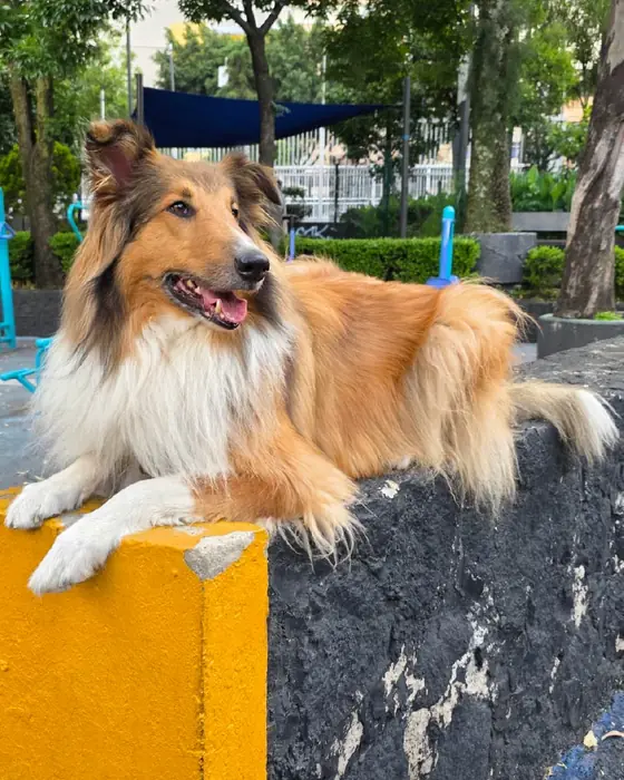 Seiken, uno de los perros de Huella 3D, recostado en un muro del parque
