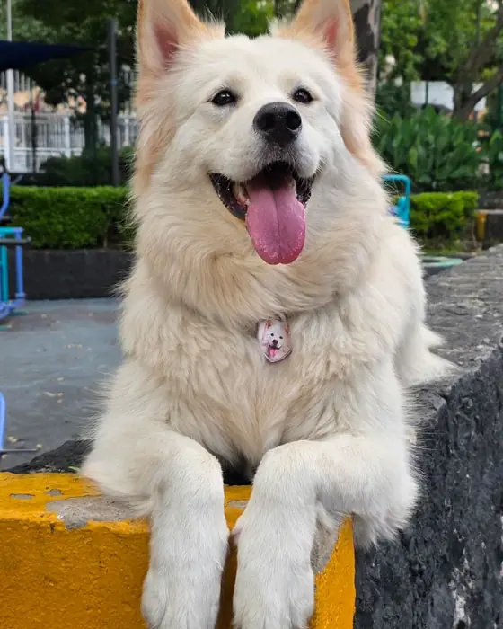 Sky, uno de los perros de Huella 3D, sonriendo con su placa