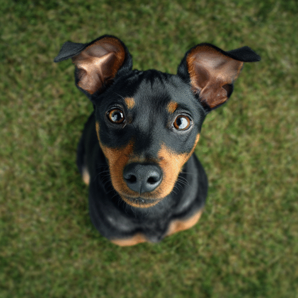 Pinscher miniatura
