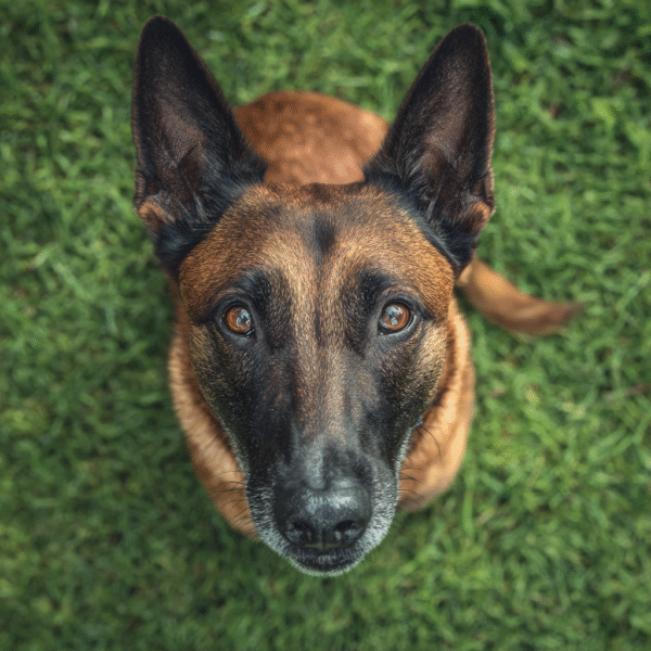 Pastor Belga Malinois